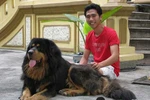 Đại gia Việt kỳ công chăm ngao Tạng