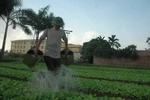 Nông dân run rẩy xuống đồng