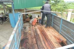 Xử lý nghiêm vụ gỗ lậu ở nhà bí thư huyện
