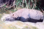 Tê giác tại Vườn quốc gia Cát Tiên chính thức bị xóa sổ!