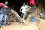 Chùm ảnh: Chim lạ trọc đầu bên hồ sông Đà
