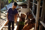 Nông dân điêu đứng vì tin đồn “ăn chuối bị ung thư”
