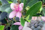 Lạng Sơn: Dân đổ xô lên rừng đào rễ sim