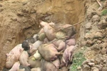 Bùng phát dịch heo tai xanh
