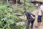 Săn gỗ quý ở Mù Cang Chải