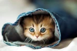 Chú mèo ‘kute’ và tinh nghịch nhất thế giới