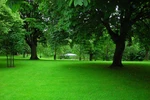 Bài dự thi số 43: 'Phượng Hoàng' trong lòng Dublin.