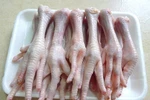 Bài thuốc diệu kỳ nối liền xương người bằng tủy sống chân gà