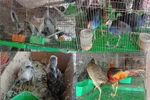 Thủ tướng chỉ thị dừng nhập khẩu động vật hoang dã