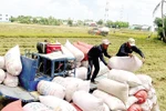 Quy định chứng nhận chủng loại gạo thơm xuất khẩu sang EU