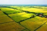 Chuyển mục đích sử dụng đất trồng lúa tại 3 tỉnh Thái Nguyên, Hải Dương, Long An