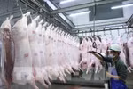 Xử lý nghiêm các trường hợp găm hàng, đẩy giá thị lợn lên cao