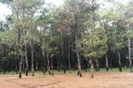 Thủ tướng yêu cầu đánh giá tác động triển khai đầu tư dự án sân golf Đak Đoa