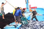 Chấm dứt tình trạng khai thác hải sản bất hợp pháp
