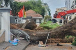 Cây bật gốc trong trường học ở Quận 1: 6 người bị thương