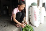 Cô học trò nghèo quê Bác học giỏi tiếng Anh