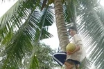 Cô gái leo dừa mướn đậu hai trường ĐH