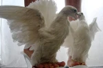 Kinh hãi với những đôi giầy từ xác động vật chết