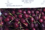 Chùm ảnh: "Lật tẩy" cherry Trung Quốc gắn "mác" cherry Mỹ, Canada