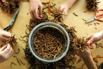Đổ xô săn lùng thảo dược bán cho thương lái TQ