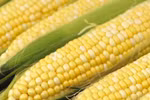 "Thần dược" quanh ta: Ngô bắp ngon, rẻ và chống ung thư hiệu quả 