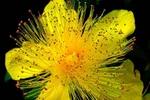 Mai kiểng Tết xứ gạo thơm 