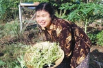 7 vị thuốc đơn giản mà hiệu quả từ cây đu đủ đực