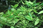 Chè vằng - Vị thuốc mùa hè