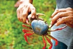 Không phải ai cũng được ăn... cua đồng