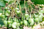 "Bật mí" về cây Điều: vừa là thực phẩm, vừa là cây thuốc