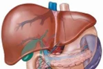 Cẩn thận, nhiễm độc gan do thuốc hạ mỡ máu! 