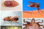 11 loại côn trùng cực kỳ nguy hiểm với con người