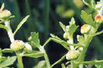 Cỏ the chữa bệnh viêm họng, cảm mạo