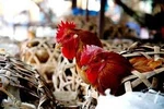 Virus H7N9 không lây lan từ người sang người?