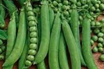 Những vị thuốc quý từ đậu Hà Lan