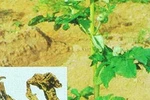 Bài thuốc trị đau nhức khớp