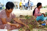 Nhiều người trồng hành tím ở Sóc Trăng bị mù mắt 
