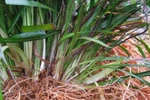 Các bài thuốc chữa khàn giọng do thời tiết
