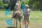 Lừa trong công viên lịch sử Israel được trang bị Wifi
