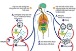  Không thể khẳng định amip “ăn não người” có trong bụi, đất... 