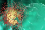 Virus HIV đang dần trở nên suy yếu trong cơ thể
