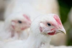Loài gà có thể giúp con người chống lại bệnh ung thư? 