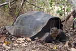 Tìm thấy rùa khổng lồ đã tuyệt chủng tại Galapagos 