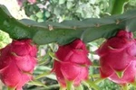 Chữa rôm sẩy bằng quả thanh long