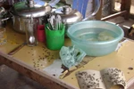 Ruồi và những hiểm họa đối với sức khỏe con người