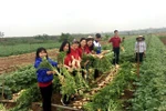 Nông nghiệp “chạy rông” và cuộc giải cứu tư duy