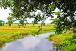 Góc ảnh: Vẻ đẹp mê hồn của những cánh đồng lúa Thừa Thiên Huế