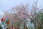 Du Xuân trọn vẹn với Sun World