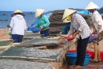 Nhịp sống miền biển đã hồi sinh trở lại