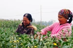 [CHÙM ẢNH] Muôn hoa khoe sắc thắm, đón xuân sang
